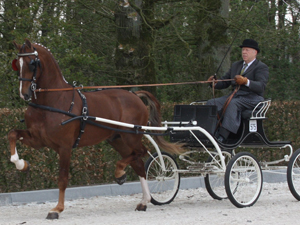 Hengstenhouderij Landzicht