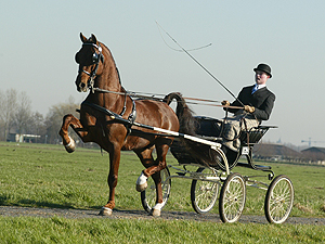 stuurboord