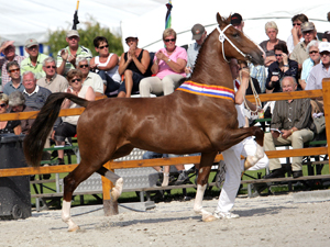 Hengstenhouderij Landzicht