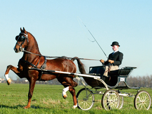 Hengstenhouderij Landzicht