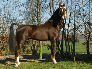 Hengstenhouderij Landzicht