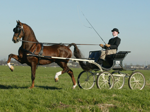 Hengstenhouderij Landzicht