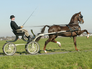 Hengstenhouderij Landzicht