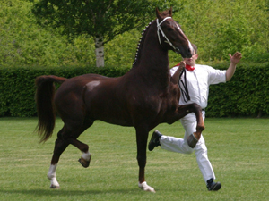 Hengstenhouderij Landzicht