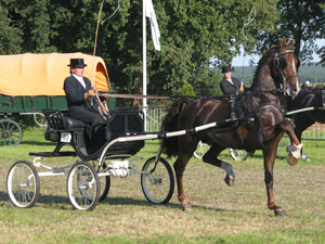 Hengstenhouderij Landzicht