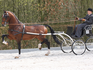 Hengstenhouderij Landzicht